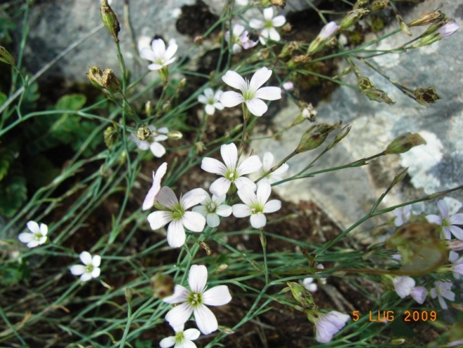 Matese - Petrorhagia saxifraga